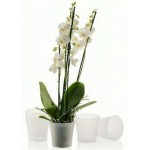 GARDENYA ORKİDE SAKSI