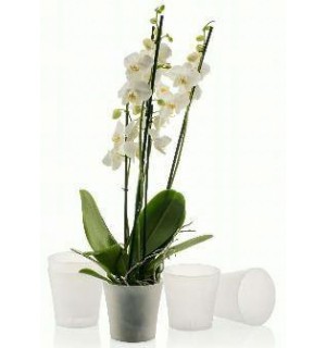 GARDENYA ORKİDE SAKSI