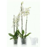 VANDA 18 (TABAKLI ORKİDE SAKSI)