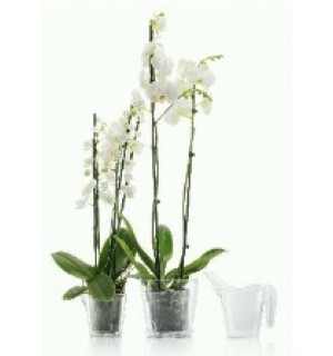 VANDA 18 (TABAKLI ORKİDE SAKSI)